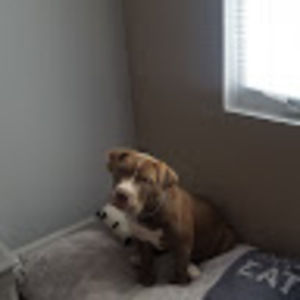 Meet your Posher, Avari